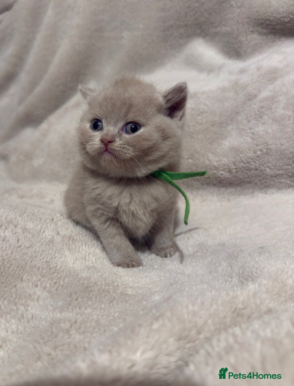 British Shorthair cats Grand Champion Line British Shorthair Kittens - Advert 2
