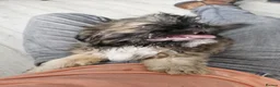 Mixed Breed dogs for sale: Male pugzu  - Advert 3