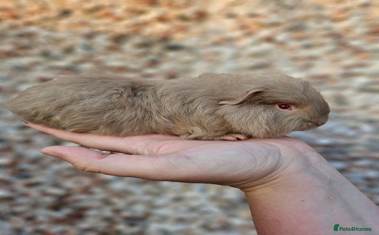 Guinea Pig rodents - Advert 1