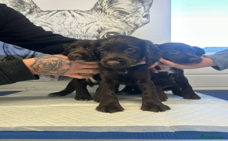 Sprocker dogs Sprocker puppies  - Advert 1