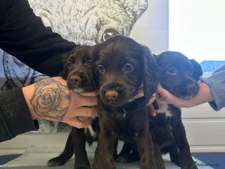 Sprocker dogs Sprocker puppies - Advert 1