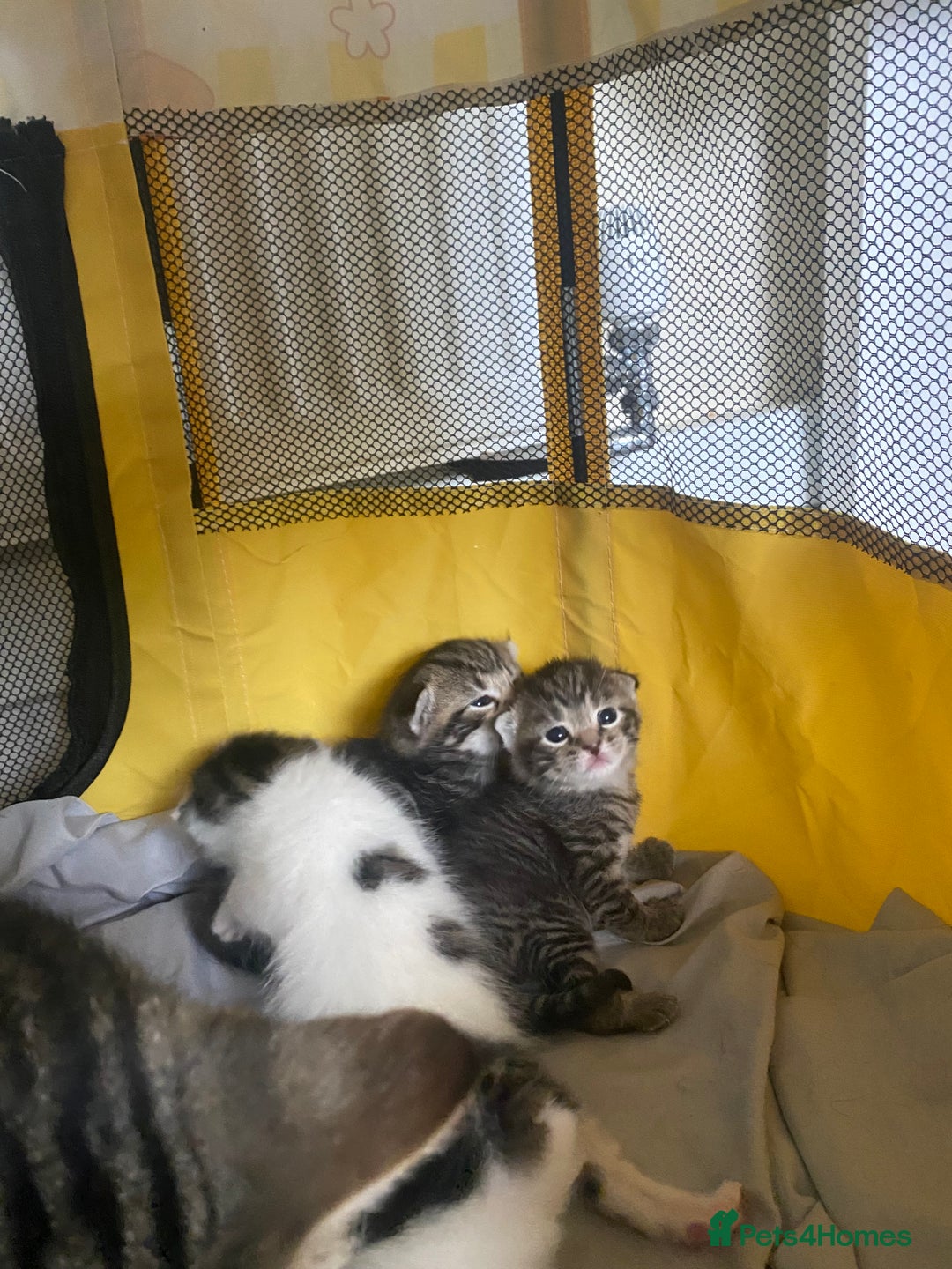 British Shorthair cats for sale: 4 kittens for sale  - Image 17