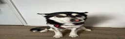 Utonagan dogs for sale: 2 year old husky for sale  - Advert 3