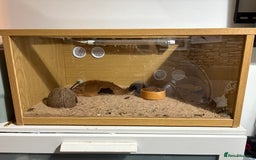 Gecko reptiles for sale: Super Hypo Tangerine leopard Gecko - Image 4