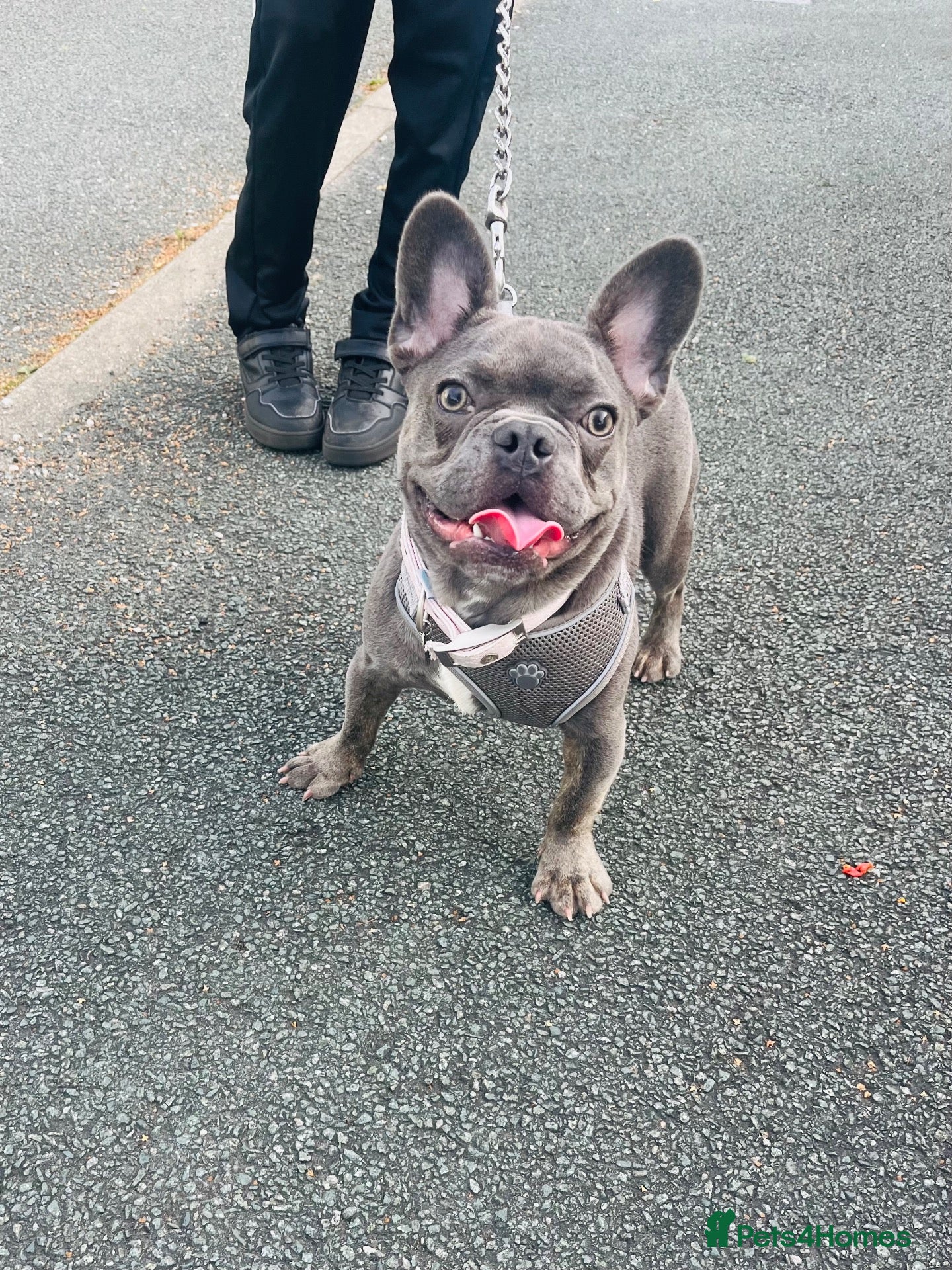 French Bulldog dogs Gizmo - Advert 16