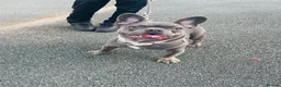 French Bulldog dogs for sale: Gizmo - Advert 1