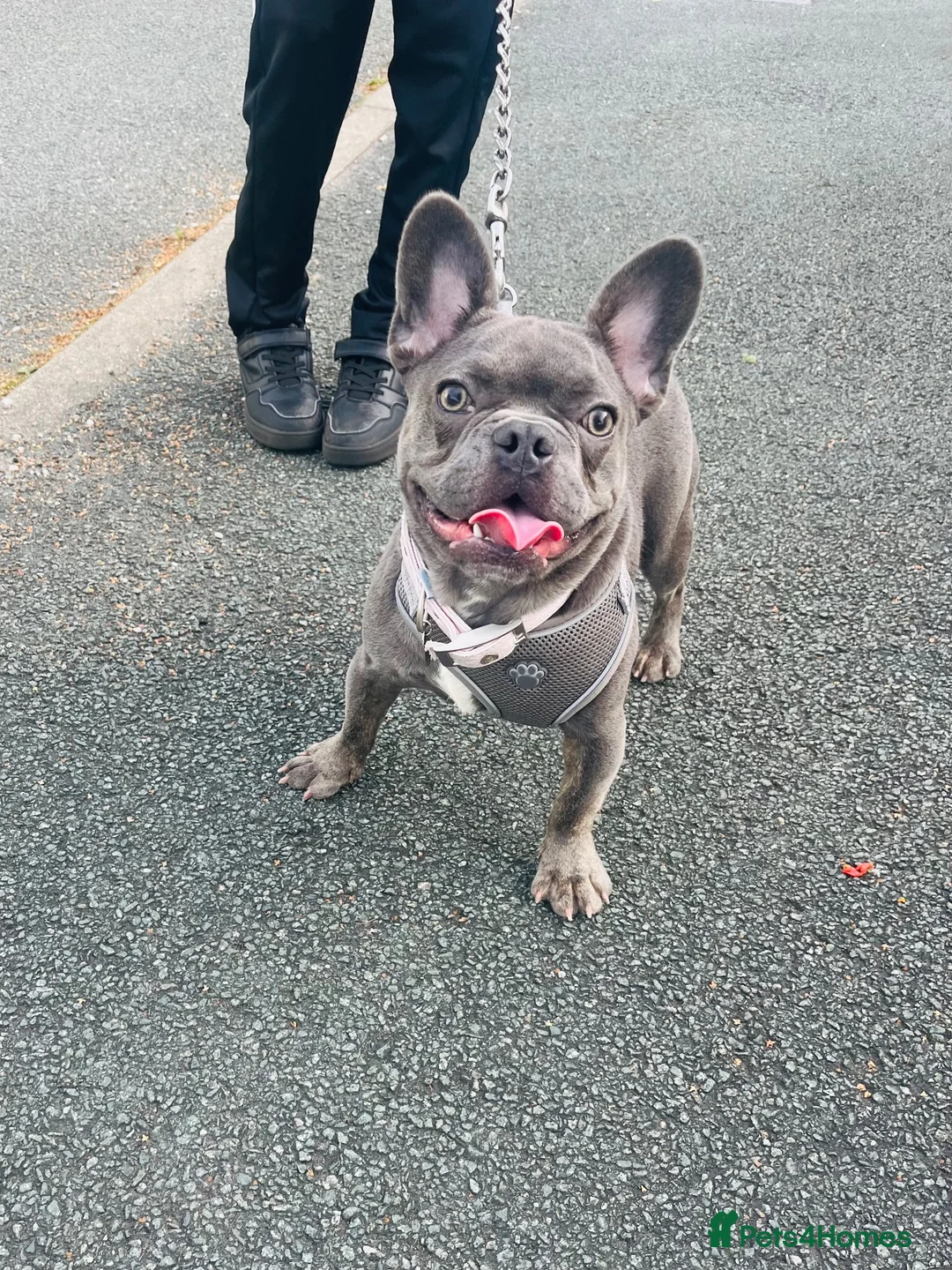 French Bulldog dogs for sale: Gizmo - Advert 1