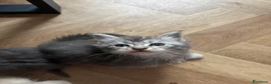 Maine Coon 2