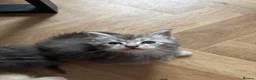 Maine Coon cats for sale: Majestic Maine Coon Kittens  - Advert 12