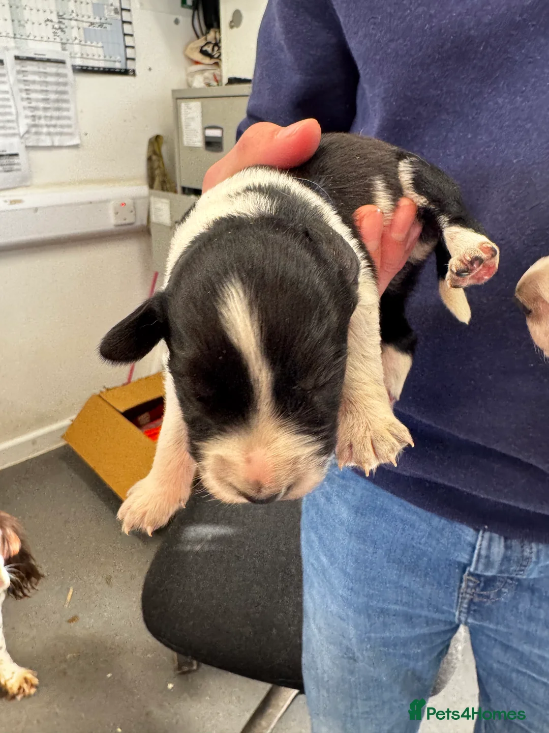 Sprollie dogs for sale: Beautiful Sprollie puppies - Advert 26