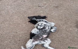 Cocker Spaniel dogs for sale: working type Cocker spaniel puppies available  - Image 9