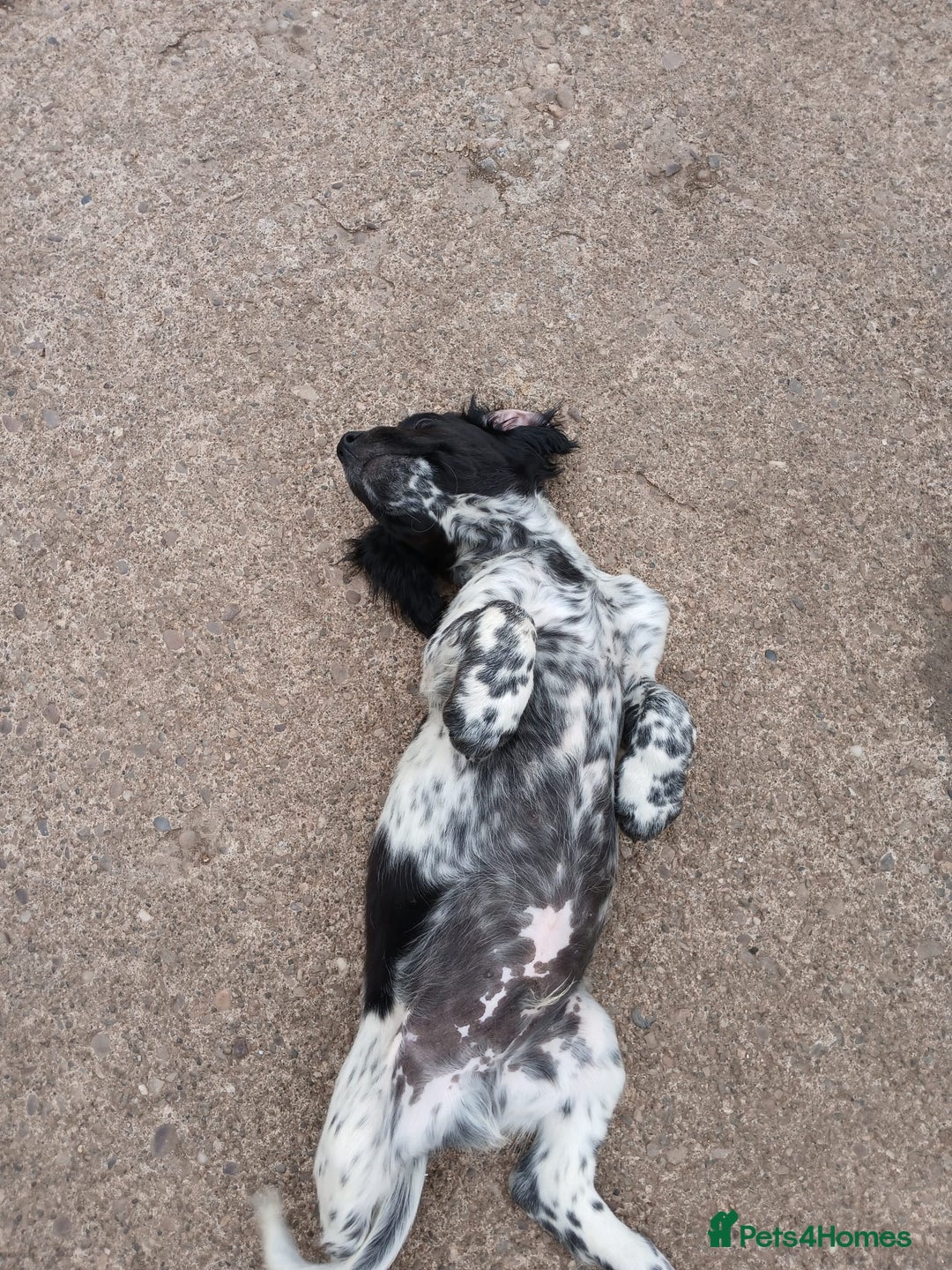 Cocker Spaniel dogs for sale: working type Cocker spaniel puppies available  - Image 9