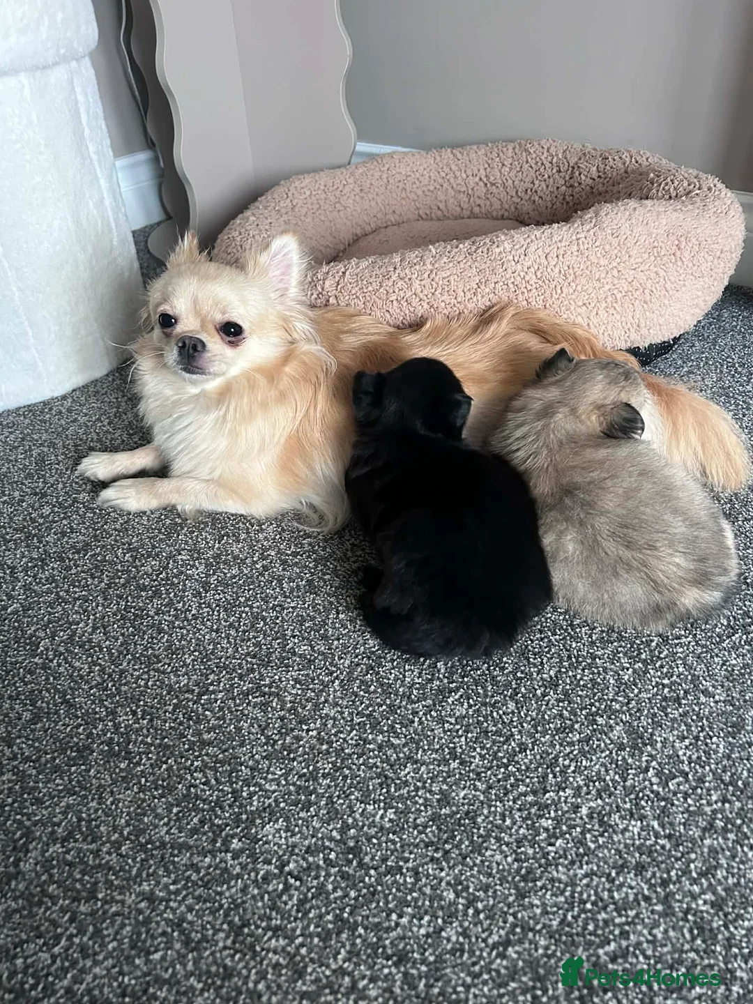 Pomeranian dogs for sale: Pomeranian Puppies Looking for Their Forever Homes - Advert 1