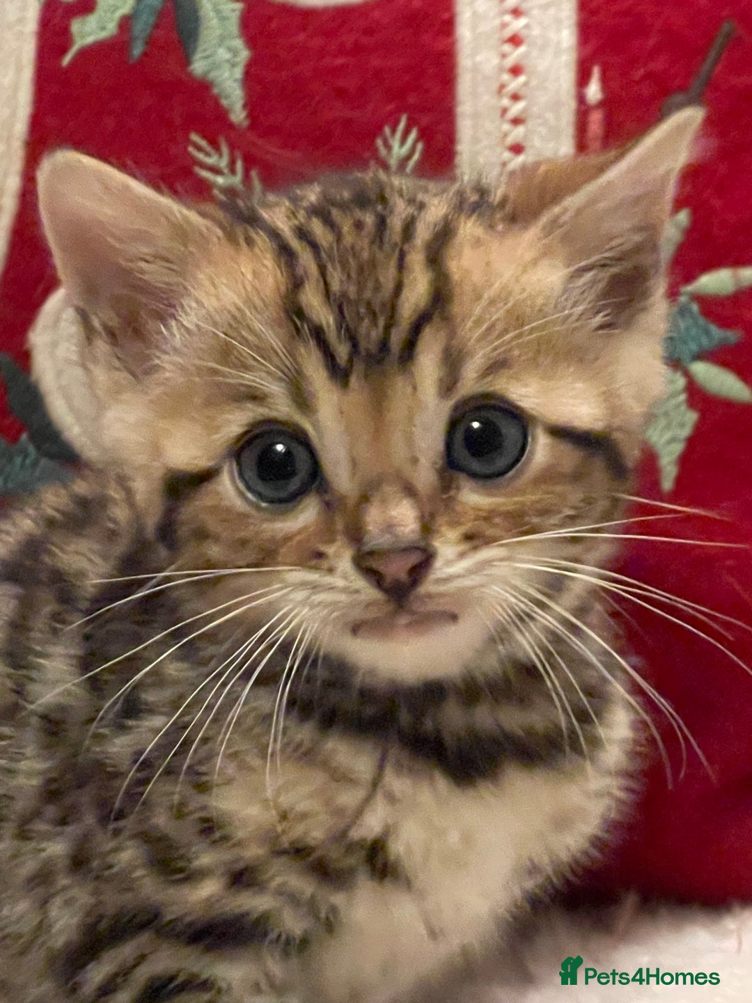 Bengal cats for sale: Registered Vaccinated Quality Bengal Kittens  - Advert 5