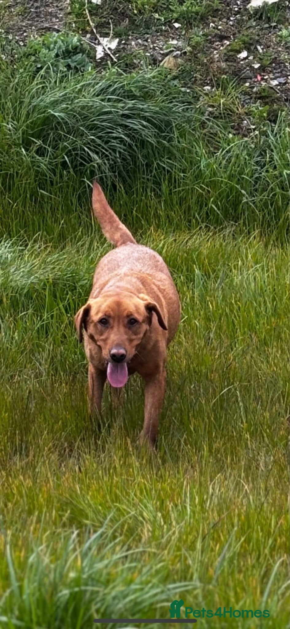 Labrador Retriever dogs 8 Labrador puppies looking for there forever homes - Advert 6