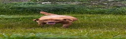 Labrador Retriever dogs for sale: 8 Labrador puppies looking for there forever homes - Advert 1