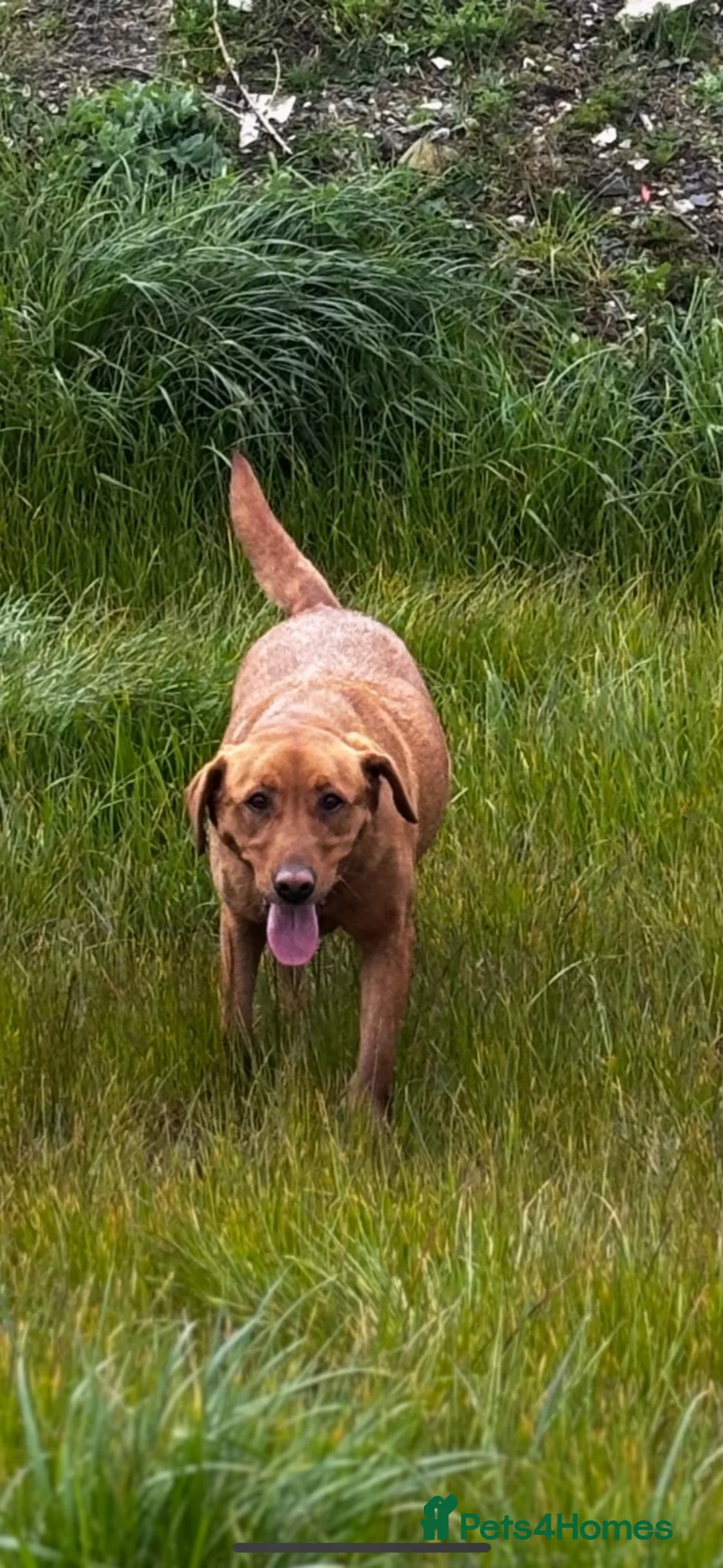 Labrador Retriever dogs for sale: 8 Labrador puppies looking for there forever homes - Advert 1