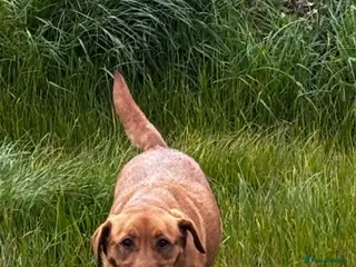Labrador Retriever dogs 8 Labrador puppies looking for there forever homes - Advert 1
