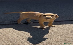 Labrador Retriever dogs for sale: Ready now!! KC Fox Red & Black Labrador Puppies - Image 2