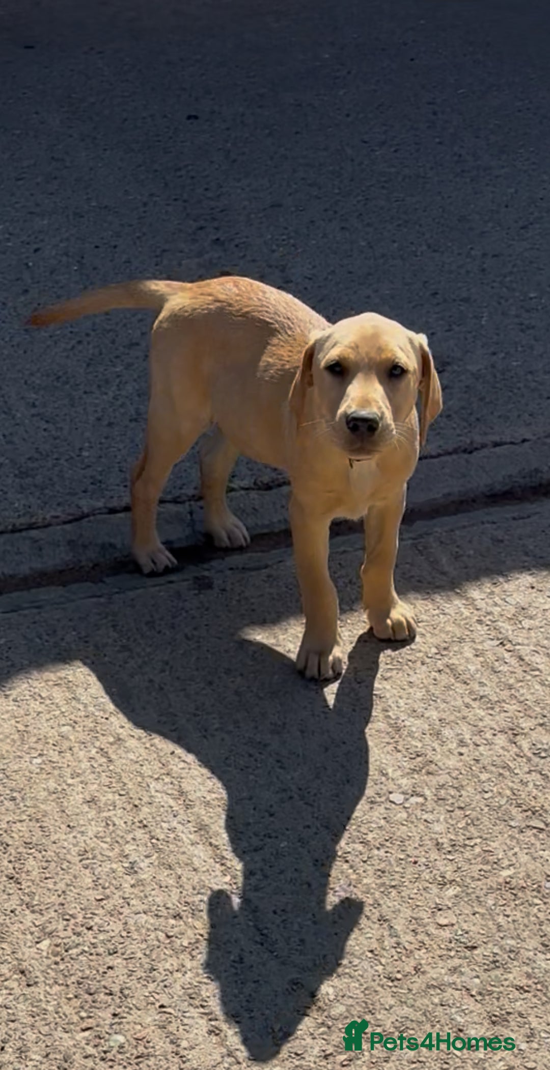 Labrador Retriever dogs for sale: Ready now!! KC Fox Red & Black Labrador Puppies - Image 2