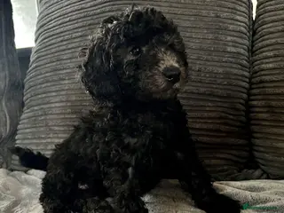 Cockapoo dogs Cockapoo Puppies - Advert 6