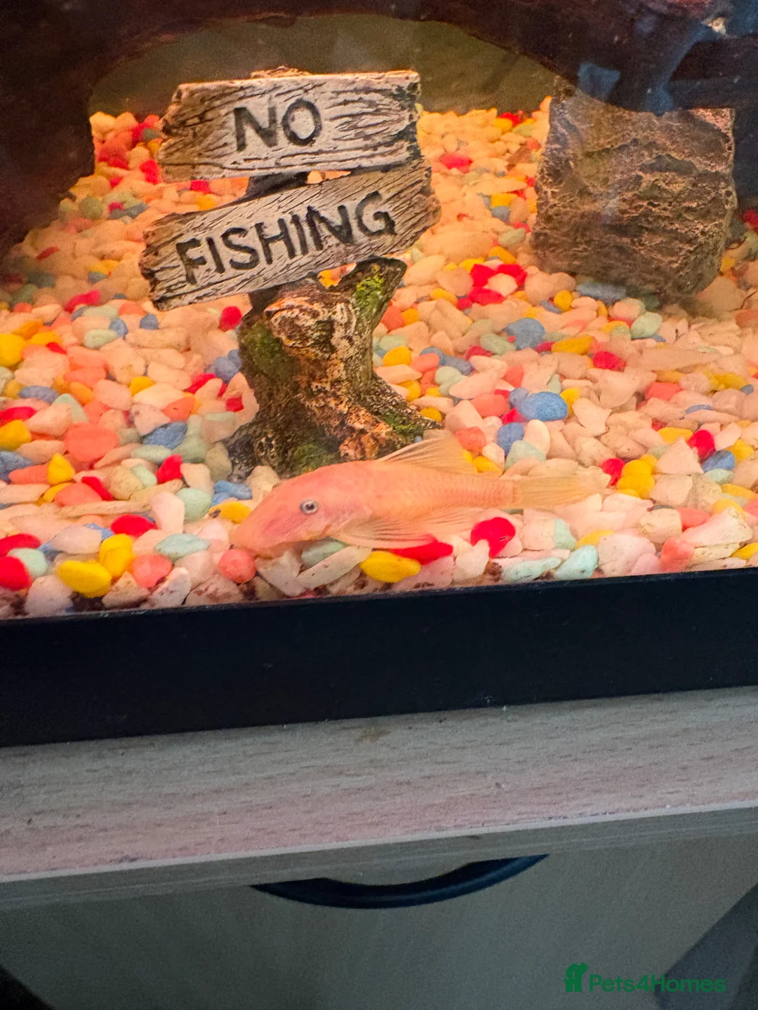 Plecos fish for sale: Pleco fish  - Advert 2