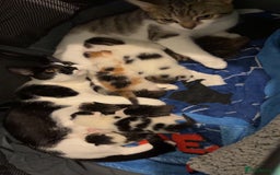 Mixed Breed cats for sale: 2 male kittens for sale - Image 9