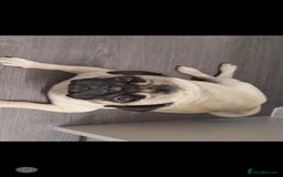 Pug dogs for sale: Pug puppies x3 girls left  - Advert 13