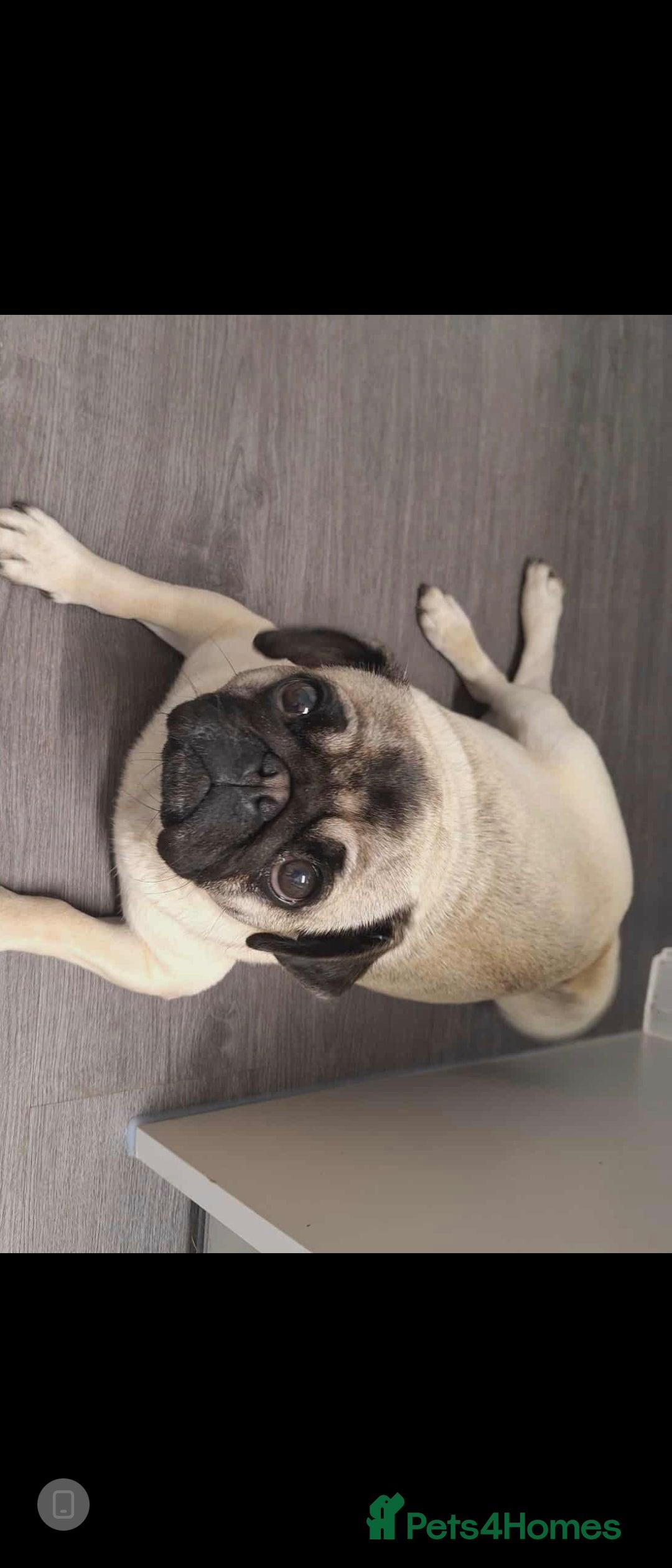 Pug dogs for sale: Pug puppies x3 girls left  - Advert 13