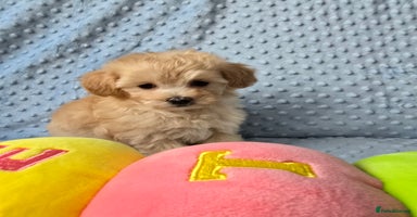 Maltipoo dogs - Advert 6