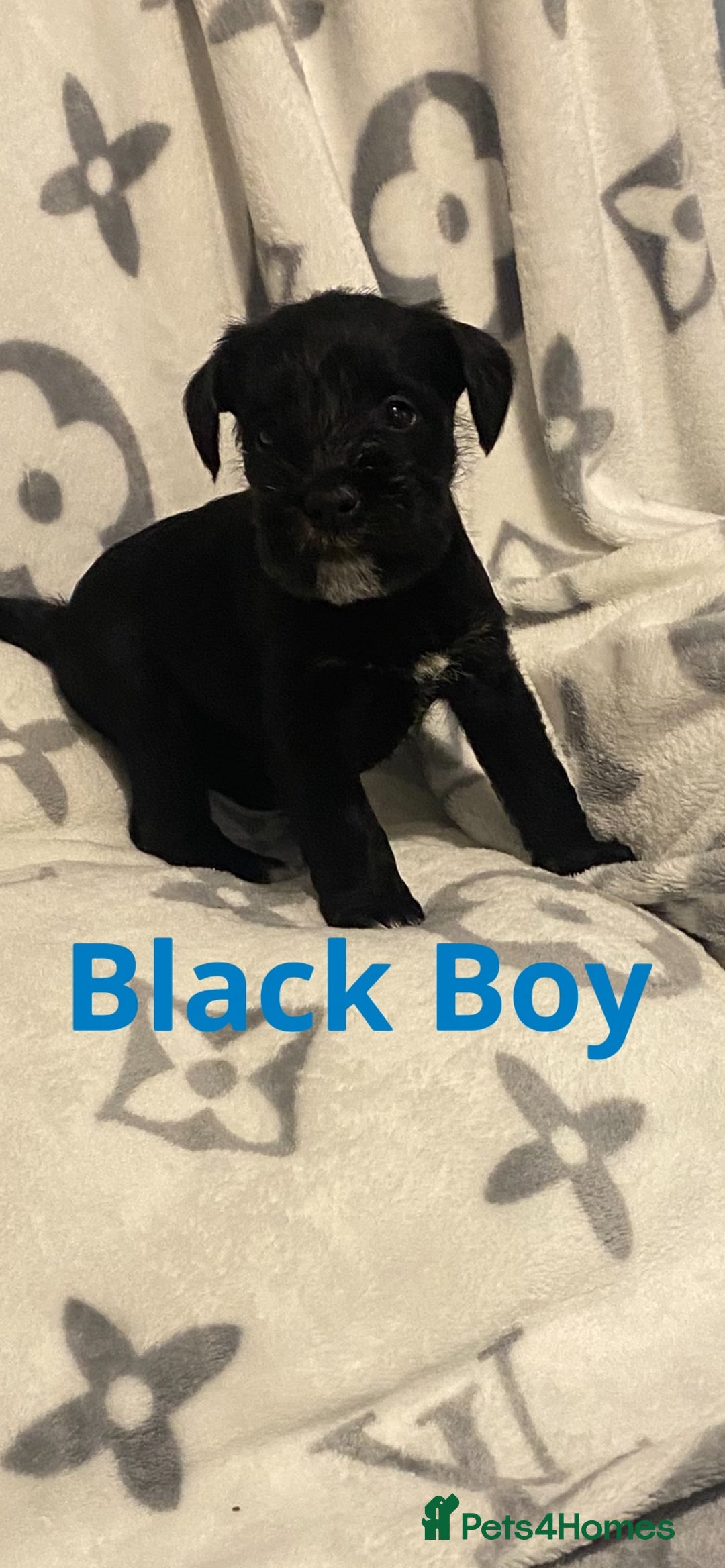 Miniature Schnauzer dogs for sale: ✨ Eight Stunning Puppies Now Available! ✨ - Advert 5