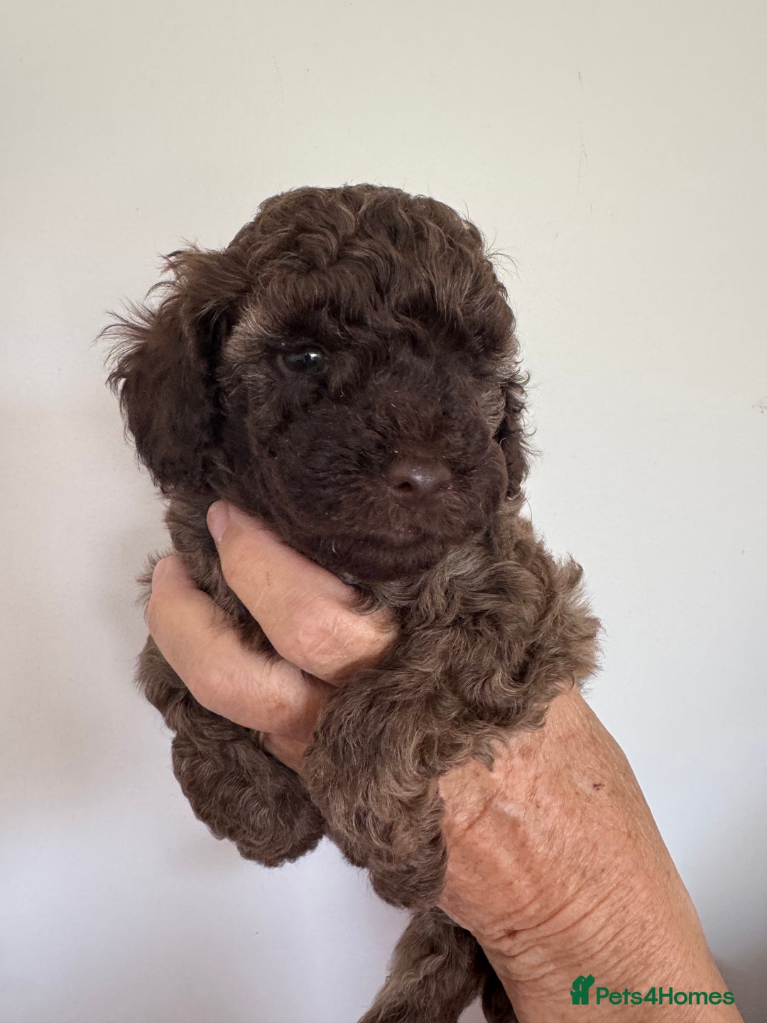 Cavapoo dogs for sale: Beautiful Toy F1b Cavapoo puppies  in Liskeard - Image 24