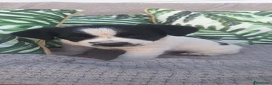 Jack Russell 3