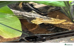 Gecko reptiles for sale: Crested geckos breeding pair - Image 5