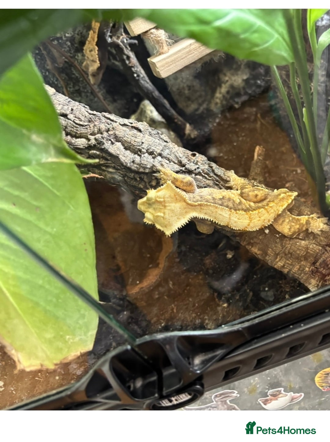 Gecko reptiles for sale: Crested geckos breeding pair - Image 5