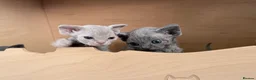 Devon Rex cats for sale: Beautiful blue boy and lilac girl!!!!! - Advert 22