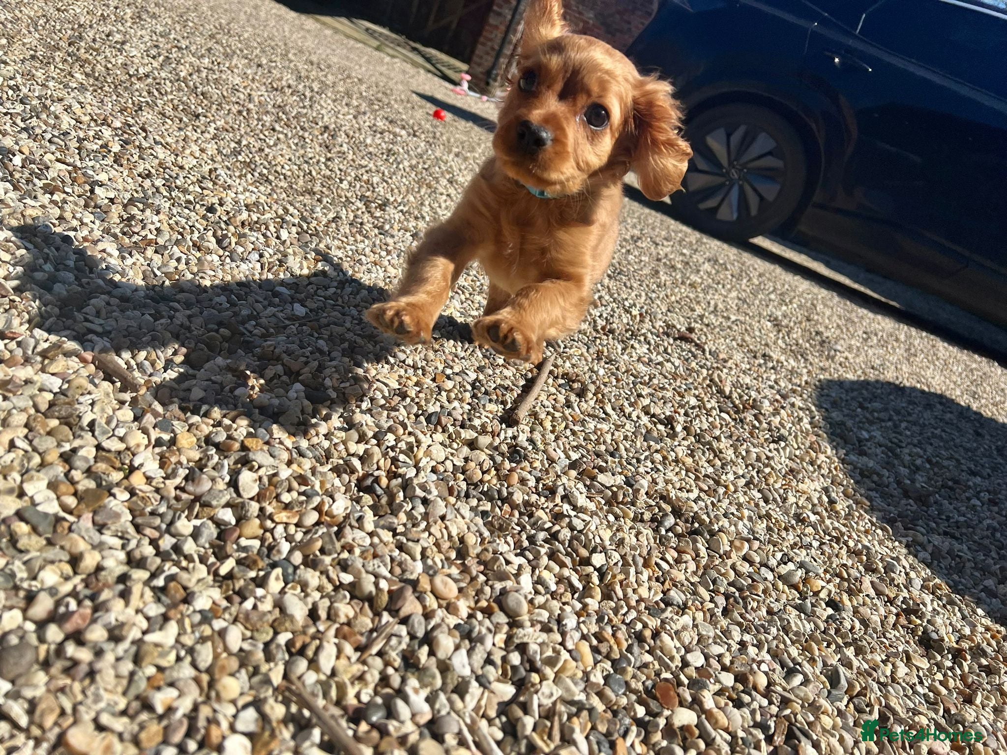 Cavapoo dogs Puppy 10 weeks old. Cavapoo - Advert 10