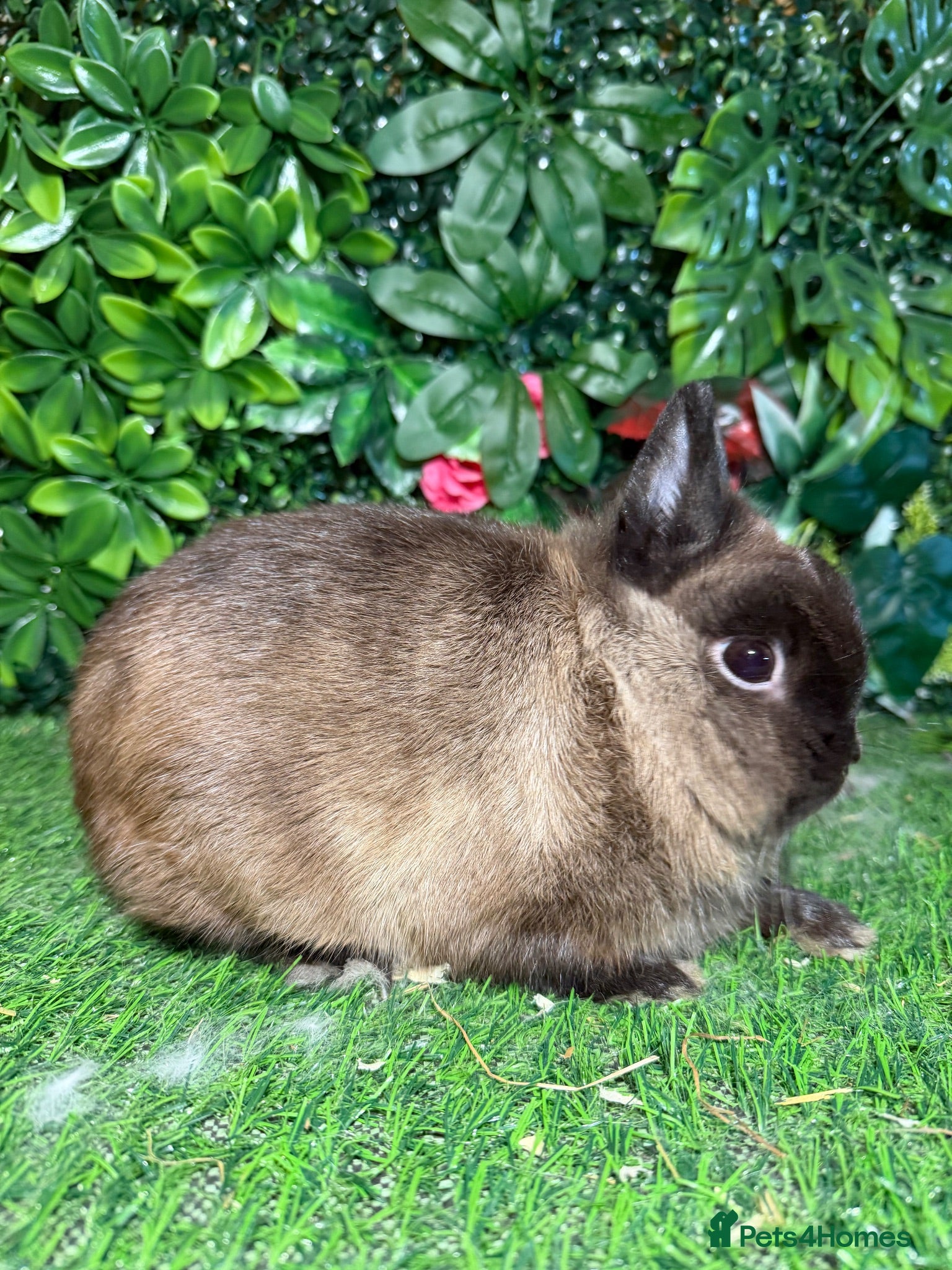 Netherland Dwarf rabbits Pure breed Netherlands dwarf buck - Advert 5