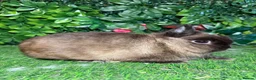 Netherland Dwarf rabbits for sale: Pure breed Netherlands dwarf buck - Advert 1