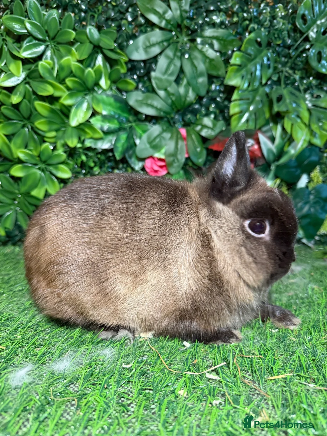 Netherland Dwarf rabbits for sale: Pure breed Netherlands dwarf buck - Advert 1