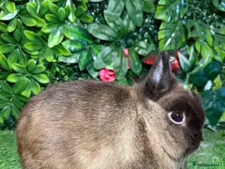 Netherland Dwarf rabbits Pure breed Netherlands dwarf buck - Advert 5