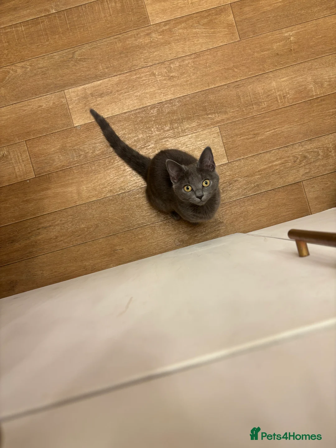 British Shorthair cats for sale: Blue British Shorthair Kitten   6 Months Old in London - Advert 2