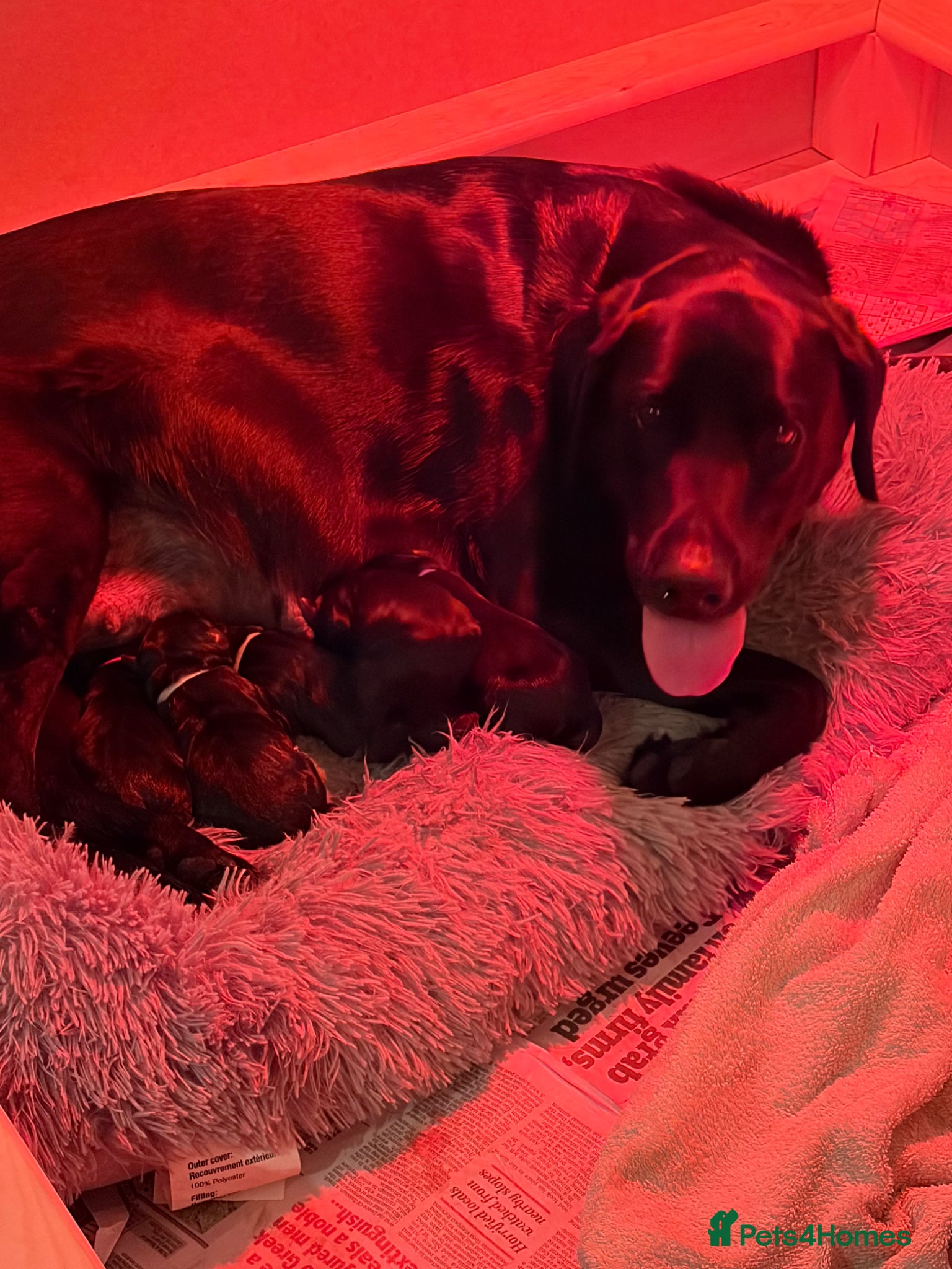 Labrador Retriever dogs 5 black Labrador boys available - Advert 17