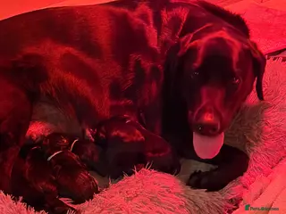 Labrador Retriever dogs 5 black Labrador boys available - Advert 17