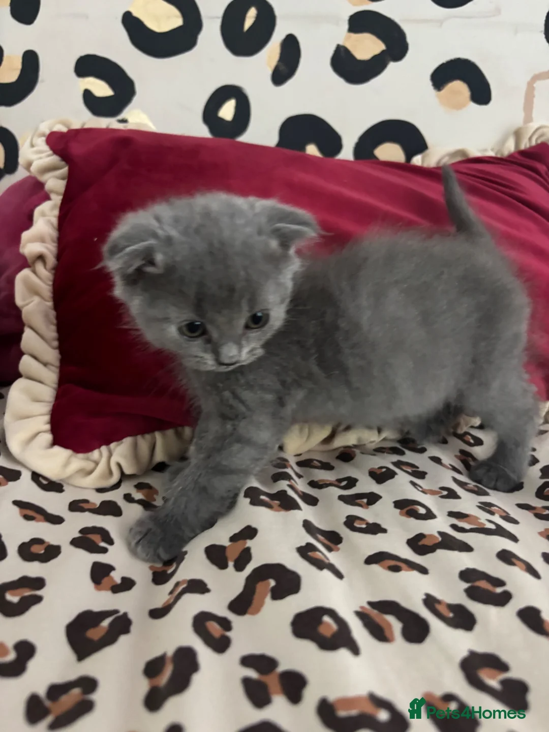 British Longhair cats for sale: Beautiful British Kittens 🐾  in Christchurch - Advert 9