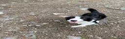 Border Collie dogs for sale: Border Collie Pup - Scott - Advert 4