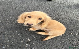 Miniature Dachshund dogs for sale: Full Cream Minature Dachshunds - Image 10