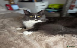 Maine Coon cats for sale: Maine coon mum and daughter for sale - Image 5