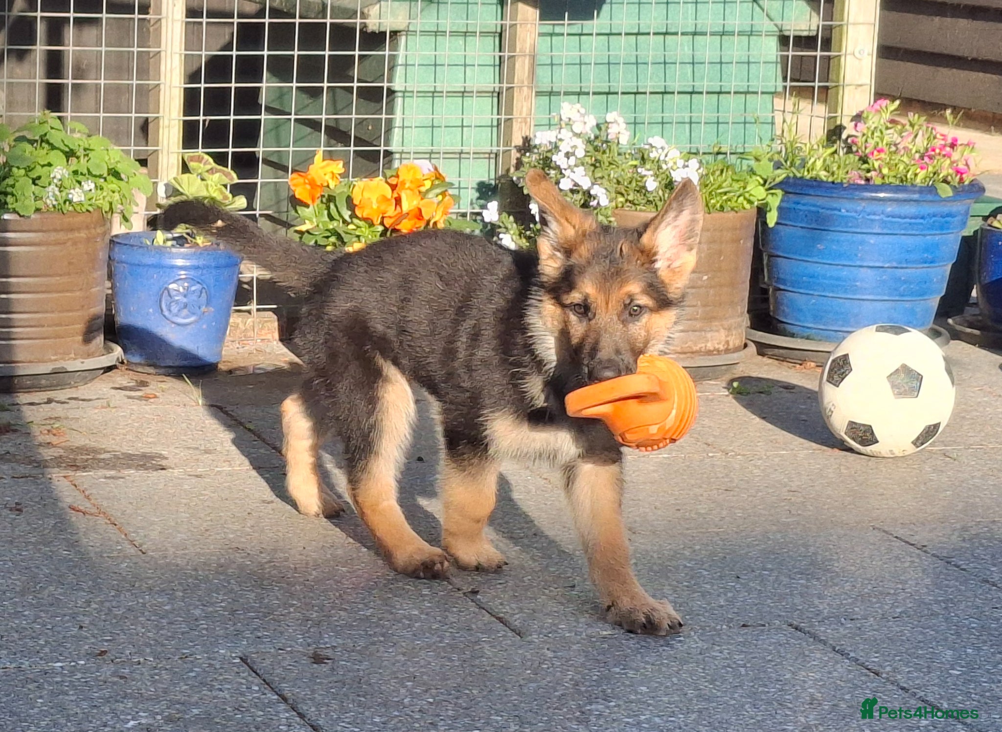 German Shepherd dogs KC Health Tested Gsd READY NOW! - Advert 6