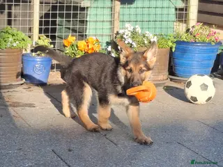German Shepherd dogs KC Health Tested Gsd READY NOW! - Advert 6